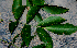  ( - BioBot00770)  @11 [ ] CreativeCommons - Attribution Non-Commercial Share-Alike (2010) Daniel H. Janzen Guanacaste Dry Forest Conservation Fund
