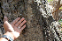  (Lonchocarpus phlebophyllus - BioBot00772)  @11 [ ] CreativeCommons - Attribution Non-Commercial Share-Alike (2010) Daniel H. Janzen Guanacaste Dry Forest Conservation Fund