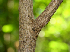 ( - BioBot00781)  @11 [ ] CreativeCommons - Attribution Non-Commercial Share-Alike (2010) Daniel H. Janzen Guanacaste Dry Forest Conservation Fund