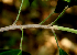  ( - BioBot00781)  @11 [ ] CreativeCommons - Attribution Non-Commercial Share-Alike (2010) Daniel H. Janzen Guanacaste Dry Forest Conservation Fund
