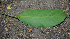  ( - BioBot00781)  @11 [ ] CreativeCommons - Attribution Non-Commercial Share-Alike (2010) Daniel H. Janzen Guanacaste Dry Forest Conservation Fund