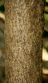  ( - BioBot00782)  @11 [ ] CreativeCommons - Attribution Non-Commercial Share-Alike (2010) Daniel H. Janzen Guanacaste Dry Forest Conservation Fund