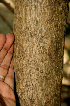  ( - BioBot00782)  @11 [ ] CreativeCommons - Attribution Non-Commercial Share-Alike (2010) Daniel H. Janzen Guanacaste Dry Forest Conservation Fund