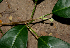  ( - BioBot00782)  @11 [ ] CreativeCommons - Attribution Non-Commercial Share-Alike (2010) Daniel H. Janzen Guanacaste Dry Forest Conservation Fund