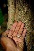  ( - BioBot00783)  @11 [ ] CreativeCommons - Attribution Non-Commercial Share-Alike (2010) Daniel H. Janzen Guanacaste Dry Forest Conservation Fund