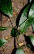  ( - BioBot00783)  @11 [ ] CreativeCommons - Attribution Non-Commercial Share-Alike (2010) Daniel H. Janzen Guanacaste Dry Forest Conservation Fund