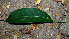  ( - BioBot00783)  @11 [ ] CreativeCommons - Attribution Non-Commercial Share-Alike (2010) Daniel H. Janzen Guanacaste Dry Forest Conservation Fund
