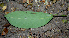  ( - BioBot00783)  @11 [ ] CreativeCommons - Attribution Non-Commercial Share-Alike (2010) Daniel H. Janzen Guanacaste Dry Forest Conservation Fund