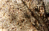  ( - BioBot00787)  @11 [ ] CreativeCommons - Attribution Non-Commercial Share-Alike (2010) Daniel H. Janzen Guanacaste Dry Forest Conservation Fund