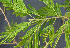  ( - BioBot00787)  @11 [ ] CreativeCommons - Attribution Non-Commercial Share-Alike (2010) Daniel H. Janzen Guanacaste Dry Forest Conservation Fund