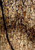  ( - BioBot00788)  @11 [ ] CreativeCommons - Attribution Non-Commercial Share-Alike (2010) Daniel H. Janzen Guanacaste Dry Forest Conservation Fund