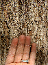  ( - BioBot00788)  @11 [ ] CreativeCommons - Attribution Non-Commercial Share-Alike (2010) Daniel H. Janzen Guanacaste Dry Forest Conservation Fund