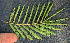  ( - BioBot00788)  @11 [ ] CreativeCommons - Attribution Non-Commercial Share-Alike (2010) Daniel H. Janzen Guanacaste Dry Forest Conservation Fund