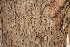 ( - BioBot00789)  @11 [ ] CreativeCommons - Attribution Non-Commercial Share-Alike (2010) Daniel H. Janzen Guanacaste Dry Forest Conservation Fund