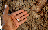  ( - BioBot00789)  @11 [ ] CreativeCommons - Attribution Non-Commercial Share-Alike (2010) Daniel H. Janzen Guanacaste Dry Forest Conservation Fund
