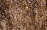  ( - BioBot00790)  @11 [ ] CreativeCommons - Attribution Non-Commercial Share-Alike (2010) Daniel H. Janzen Guanacaste Dry Forest Conservation Fund