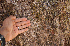  ( - BioBot00790)  @11 [ ] CreativeCommons - Attribution Non-Commercial Share-Alike (2010) Daniel H. Janzen Guanacaste Dry Forest Conservation Fund