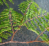  ( - BioBot00790)  @11 [ ] CreativeCommons - Attribution Non-Commercial Share-Alike (2010) Daniel H. Janzen Guanacaste Dry Forest Conservation Fund