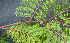  ( - BioBot00790)  @11 [ ] CreativeCommons - Attribution Non-Commercial Share-Alike (2010) Daniel H. Janzen Guanacaste Dry Forest Conservation Fund
