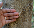  ( - BioBot00794)  @11 [ ] CreativeCommons - Attribution Non-Commercial Share-Alike (2010) Daniel H. Janzen Guanacaste Dry Forest Conservation Fund