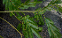  ( - BioBot00794)  @11 [ ] CreativeCommons - Attribution Non-Commercial Share-Alike (2010) Daniel H. Janzen Guanacaste Dry Forest Conservation Fund
