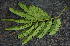  ( - BioBot00794)  @11 [ ] CreativeCommons - Attribution Non-Commercial Share-Alike (2010) Daniel H. Janzen Guanacaste Dry Forest Conservation Fund