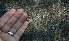  ( - BioBot00795)  @11 [ ] CreativeCommons - Attribution Non-Commercial Share-Alike (2010) Daniel H. Janzen Guanacaste Dry Forest Conservation Fund