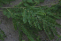  ( - BioBot00795)  @11 [ ] CreativeCommons - Attribution Non-Commercial Share-Alike (2010) Daniel H. Janzen Guanacaste Dry Forest Conservation Fund