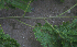  ( - BioBot00795)  @11 [ ] CreativeCommons - Attribution Non-Commercial Share-Alike (2010) Daniel H. Janzen Guanacaste Dry Forest Conservation Fund