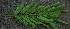  ( - BioBot00795)  @11 [ ] CreativeCommons - Attribution Non-Commercial Share-Alike (2010) Daniel H. Janzen Guanacaste Dry Forest Conservation Fund