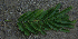  ( - BioBot00795)  @12 [ ] CreativeCommons - Attribution Non-Commercial Share-Alike (2010) Daniel H. Janzen Guanacaste Dry Forest Conservation Fund