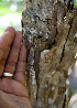  ( - BioBot00796)  @11 [ ] CreativeCommons - Attribution Non-Commercial Share-Alike (2010) Daniel H. Janzen Guanacaste Dry Forest Conservation Fund