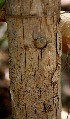  ( - BioBot00797)  @11 [ ] CreativeCommons - Attribution Non-Commercial Share-Alike (2010) Daniel H. Janzen Guanacaste Dry Forest Conservation Fund