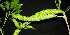  ( - BioBot00809)  @11 [ ] CreativeCommons - Attribution Non-Commercial Share-Alike (2010) Daniel H. Janzen Guanacaste Dry Forest Conservation Fund