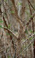  ( - BioBot00823)  @11 [ ] CreativeCommons - Attribution Non-Commercial Share-Alike (2010) Daniel H. Janzen Guanacaste Dry Forest Conservation Fund