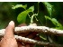  ( - BioBot00834)  @11 [ ] CreativeCommons - Attribution Non-Commercial Share-Alike (2010) Daniel H. Janzen Guanacaste Dry Forest Conservation Fund