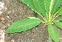  ( - BioBot00837)  @11 [ ] CreativeCommons - Attribution Non-Commercial Share-Alike (2010) Daniel H. Janzen Guanacaste Dry Forest Conservation Fund