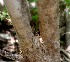  (Croton yucatanensis - BioBot00853)  @11 [ ] CreativeCommons - Attribution Non-Commercial Share-Alike (2010) Daniel H. Janzen Guanacaste Dry Forest Conservation Fund