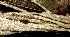  ( - BioBot00870)  @11 [ ] CreativeCommons - Attribution Non-Commercial Share-Alike (2010) Daniel H. Janzen Guanacaste Dry Forest Conservation Fund