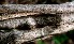  ( - BioBot00871)  @11 [ ] CreativeCommons - Attribution Non-Commercial Share-Alike (2010) Daniel H. Janzen Guanacaste Dry Forest Conservation Fund