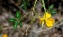  (Fabaceae_incertae_sedis - BioBot00899)  @11 [ ] CreativeCommons - Attribution Non-Commercial Share-Alike (2010) Daniel H. Janzen Guanacaste Dry Forest Conservation Fund