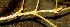  ( - BioBot00925)  @11 [ ] CreativeCommons - Attribution Non-Commercial Share-Alike (2010) Daniel H. Janzen Guanacaste Dry Forest Conservation Fund