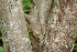  ( - BioBot00939)  @11 [ ] CreativeCommons - Attribution Non-Commercial Share-Alike (2010) Daniel H. Janzen Guanacaste Dry Forest Conservation Fund