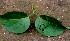  ( - BioBot00951)  @11 [ ] CreativeCommons - Attribution Non-Commercial Share-Alike (2010) Daniel H. Janzen Guanacaste Dry Forest Conservation Fund