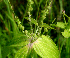  ( - BioBot00953)  @11 [ ] CreativeCommons - Attribution Non-Commercial Share-Alike (2010) Daniel H. Janzen Guanacaste Dry Forest Conservation Fund