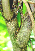 ( - BioBot00959)  @11 [ ] CreativeCommons - Attribution Non-Commercial Share-Alike (2010) Daniel H. Janzen Guanacaste Dry Forest Conservation Fund