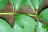  ( - BioBot00959)  @11 [ ] CreativeCommons - Attribution Non-Commercial Share-Alike (2010) Daniel H. Janzen Guanacaste Dry Forest Conservation Fund