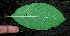  ( - BioBot00959)  @11 [ ] CreativeCommons - Attribution Non-Commercial Share-Alike (2010) Daniel H. Janzen Guanacaste Dry Forest Conservation Fund