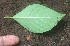  ( - BioBot00960)  @11 [ ] CreativeCommons - Attribution Non-Commercial Share-Alike (2010) Daniel H. Janzen Guanacaste Dry Forest Conservation Fund