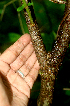  ( - BioBot00960)  @11 [ ] CreativeCommons - Attribution Non-Commercial Share-Alike (2010) Daniel H. Janzen Guanacaste Dry Forest Conservation Fund